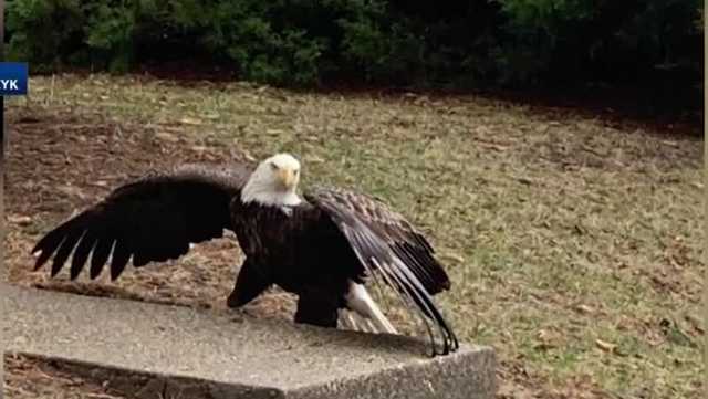 Bald Eagles Are Dying From Bird Flu, Smart News