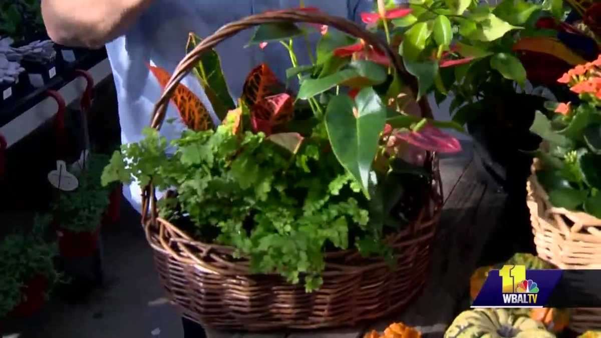 Sunday Gardener Making a plant gift basket
