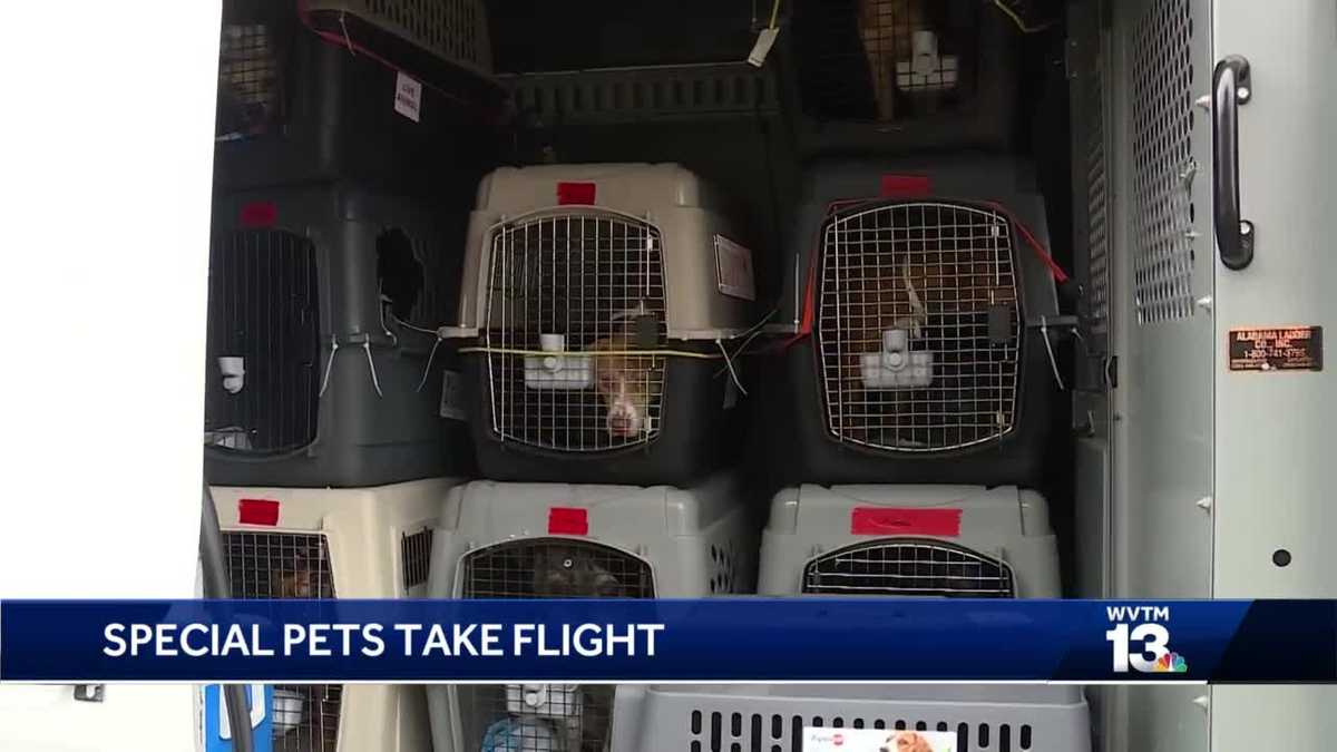 GBHS partners with "Wings of Rescue" as they prepare for animals