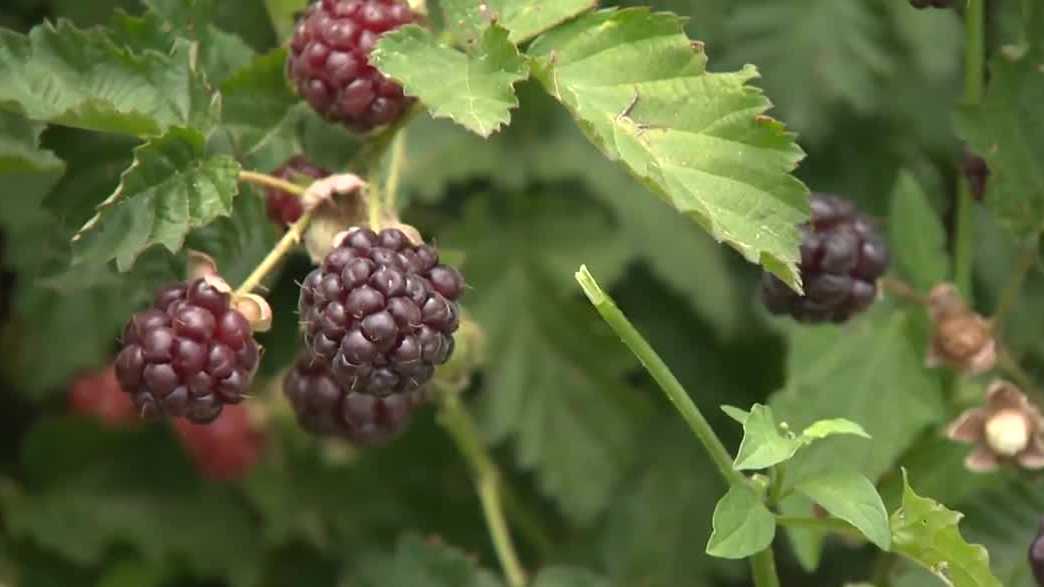 Placerville farm opens for berry picking after cherry crop loss