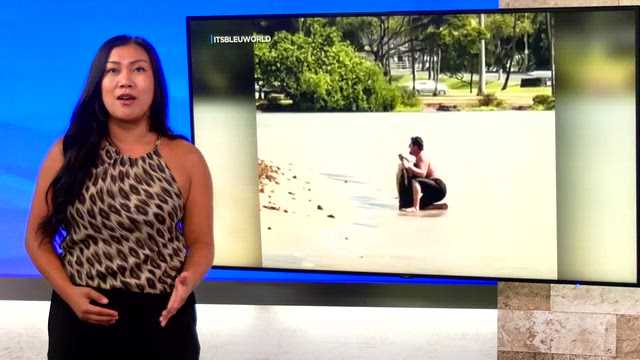 Video of sea turtle harassment in Honolulu sparks outrage