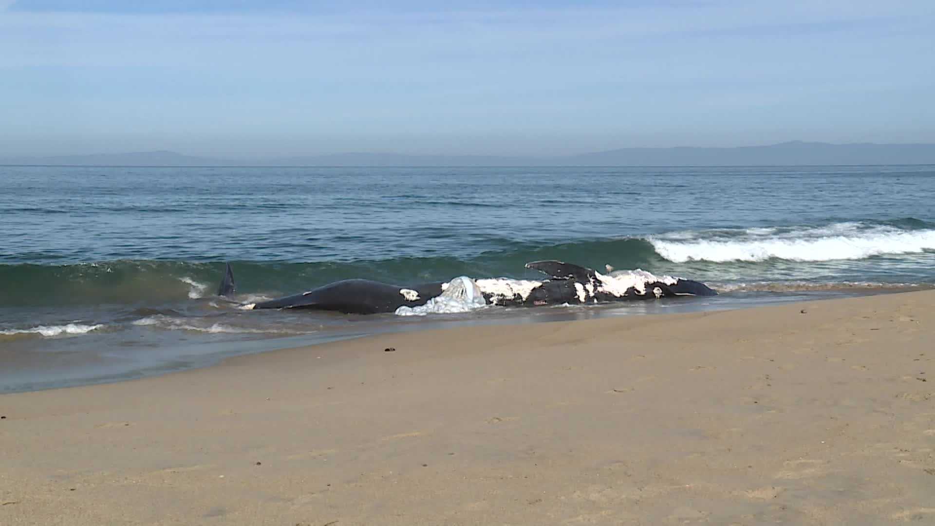 Dead Whale Washes Up On Seaside Beach