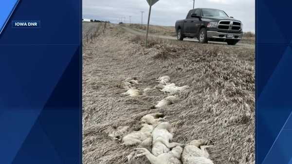 coyote carcasses