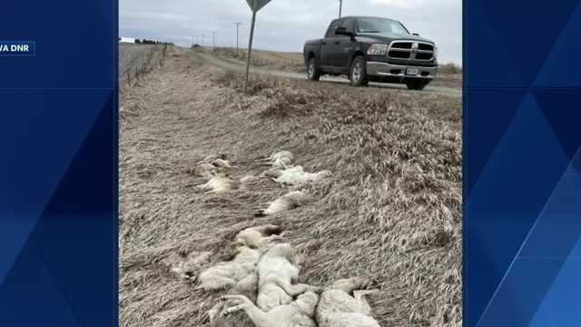 13 coyote carcasses found in Iowa ditch, DNR says - Vimarsana News