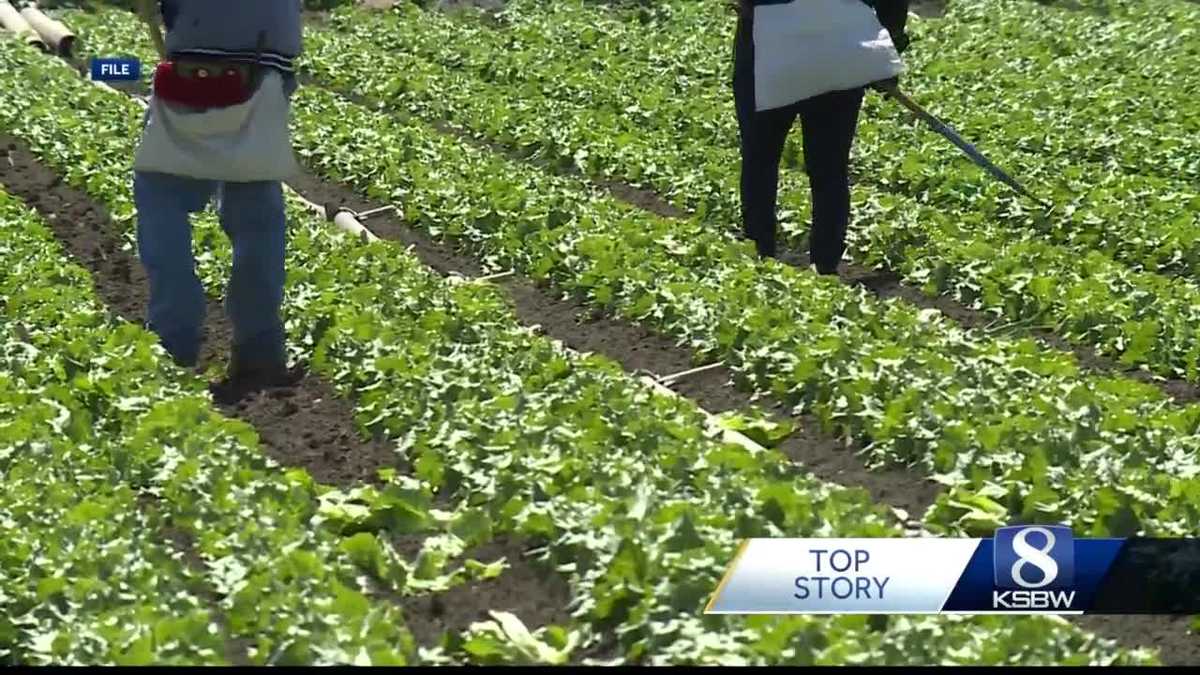 Monterey Co. ag leaders ready to vaccinate farmworkers before influx