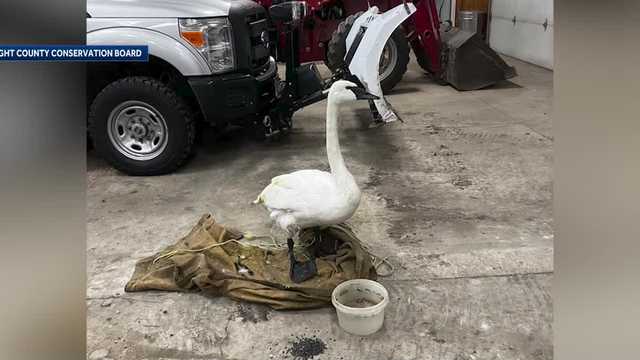 Iowans rescue swan that was stuck in frozen lake - Vimarsana News