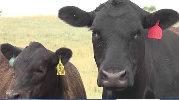 eastern iowa farmers go back to drawing board to feed cattle amid drought.