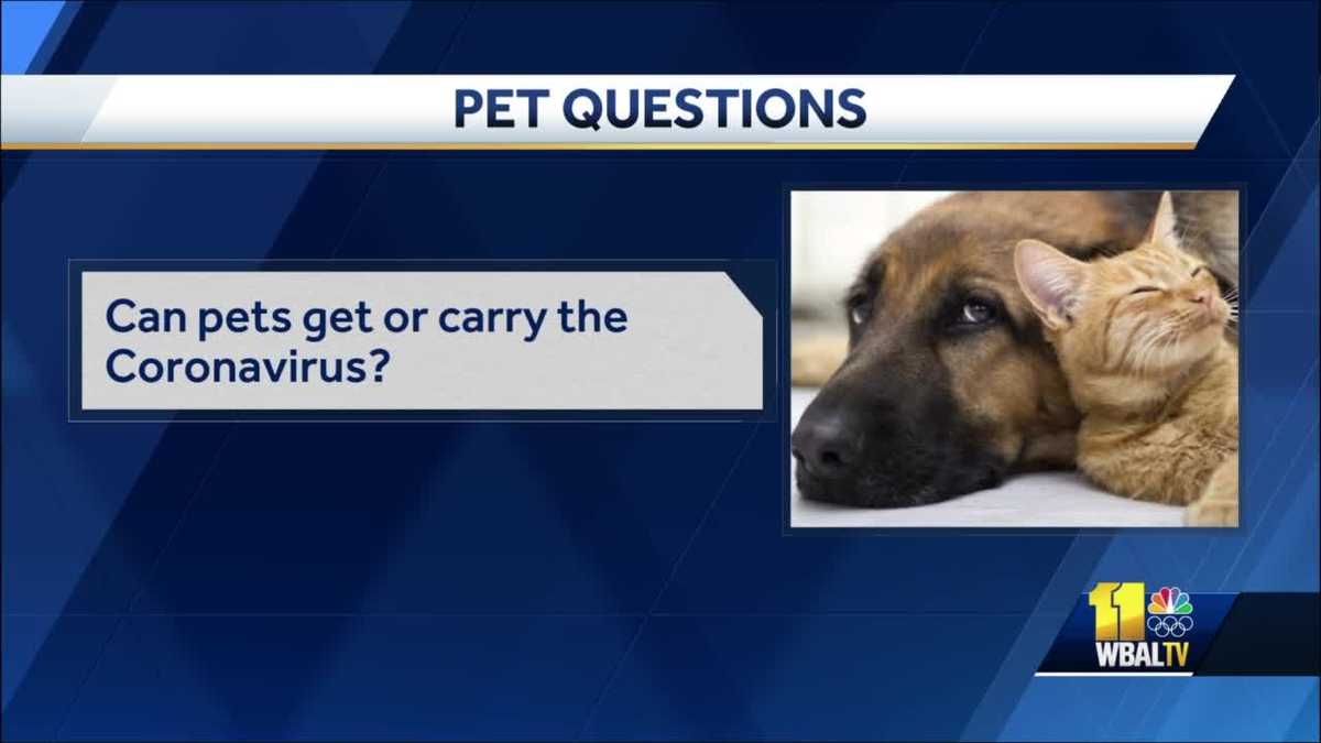 Can pets get or carry coronavirus?