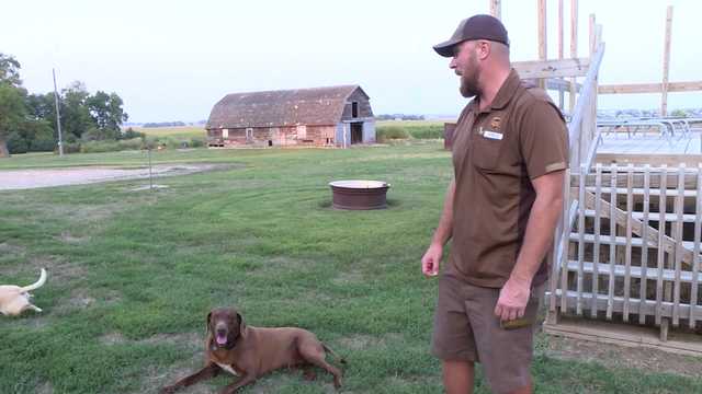 UPS driver rescues dogs from drowning in a backyard pool - Vimarsana News