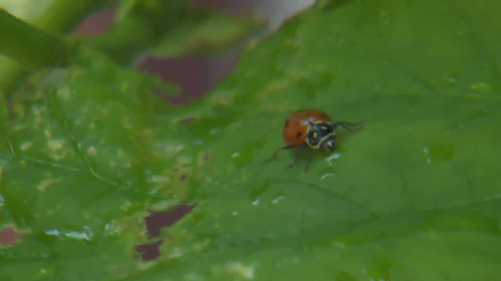 There's a ladybug boom in Kansas this year - KMBC