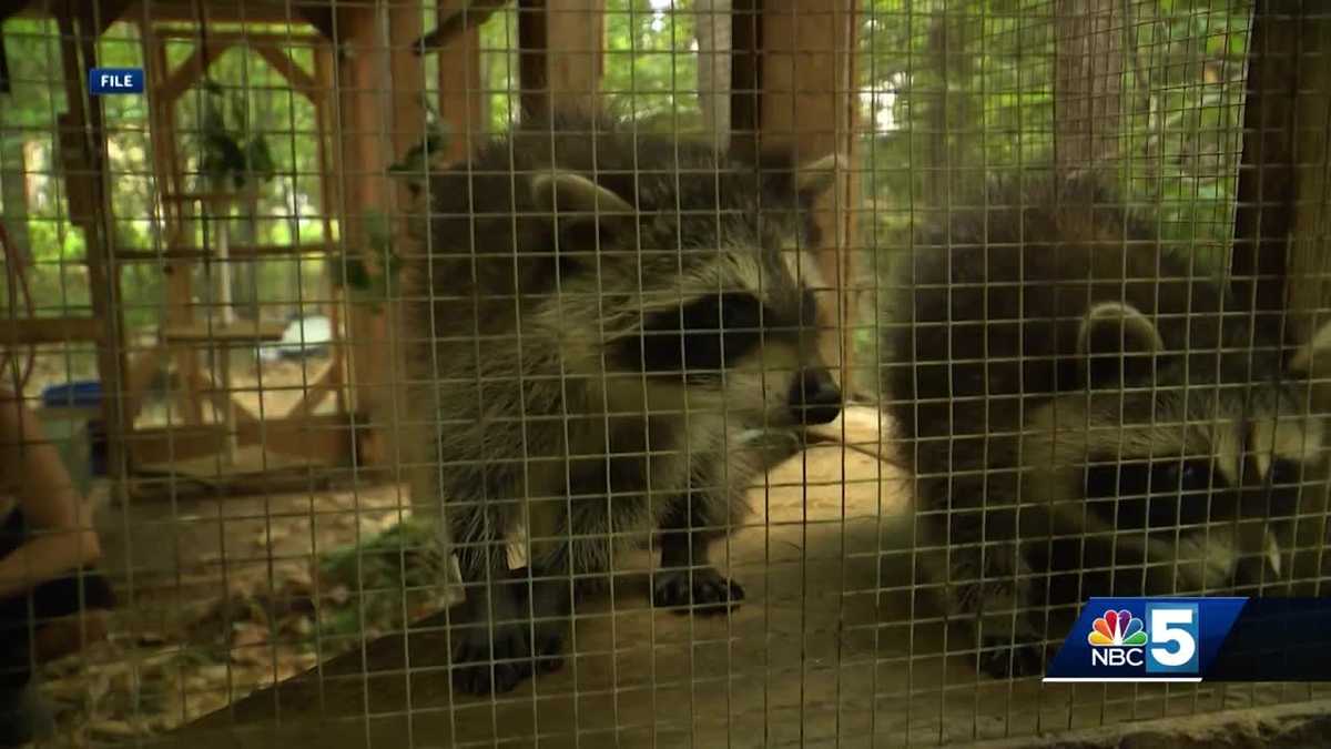 Local health officials weigh in on recent Essex County, NY, rabies cases