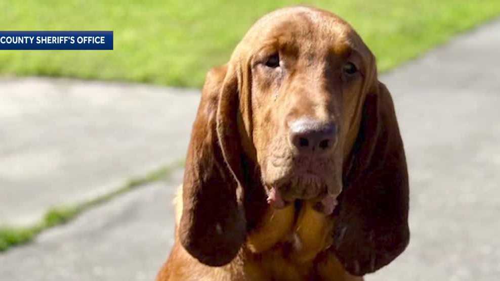New bloodhound helps Brevard County deputies find missing seniors