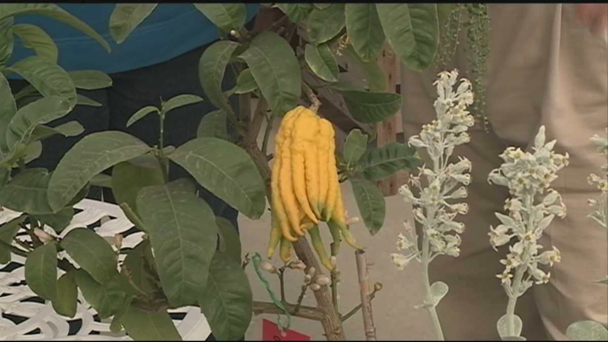Grow it Green: Lesser-known plants