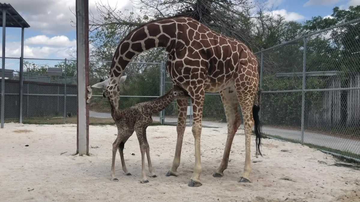 ADORABLE! The two calves, one male and one female, are still unnamed.