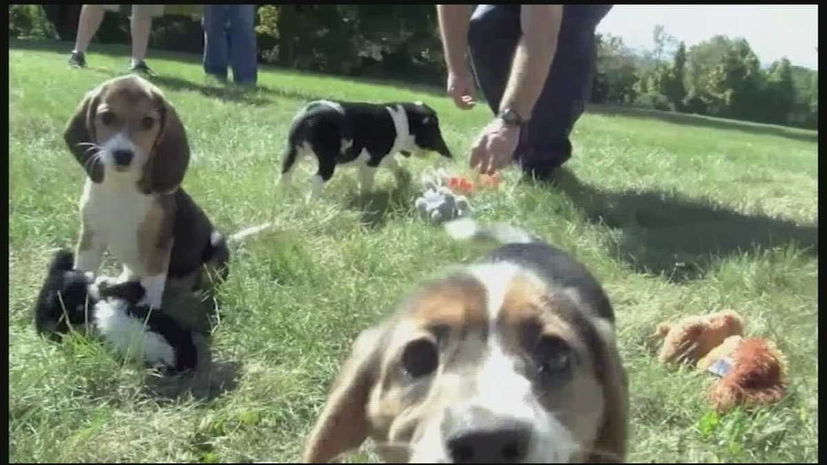 Can puppies help prevent diseases?