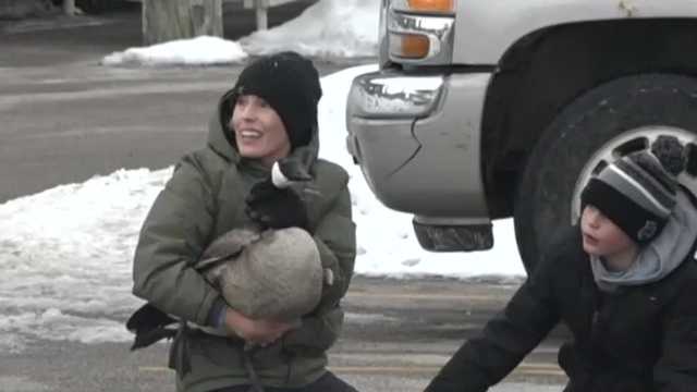 Iowa DNR: More than 100 geese died due to extreme winter conditions - Vimarsana News