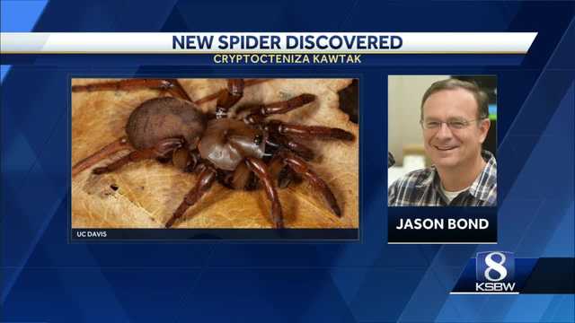 New spider species discovered in Johnson County