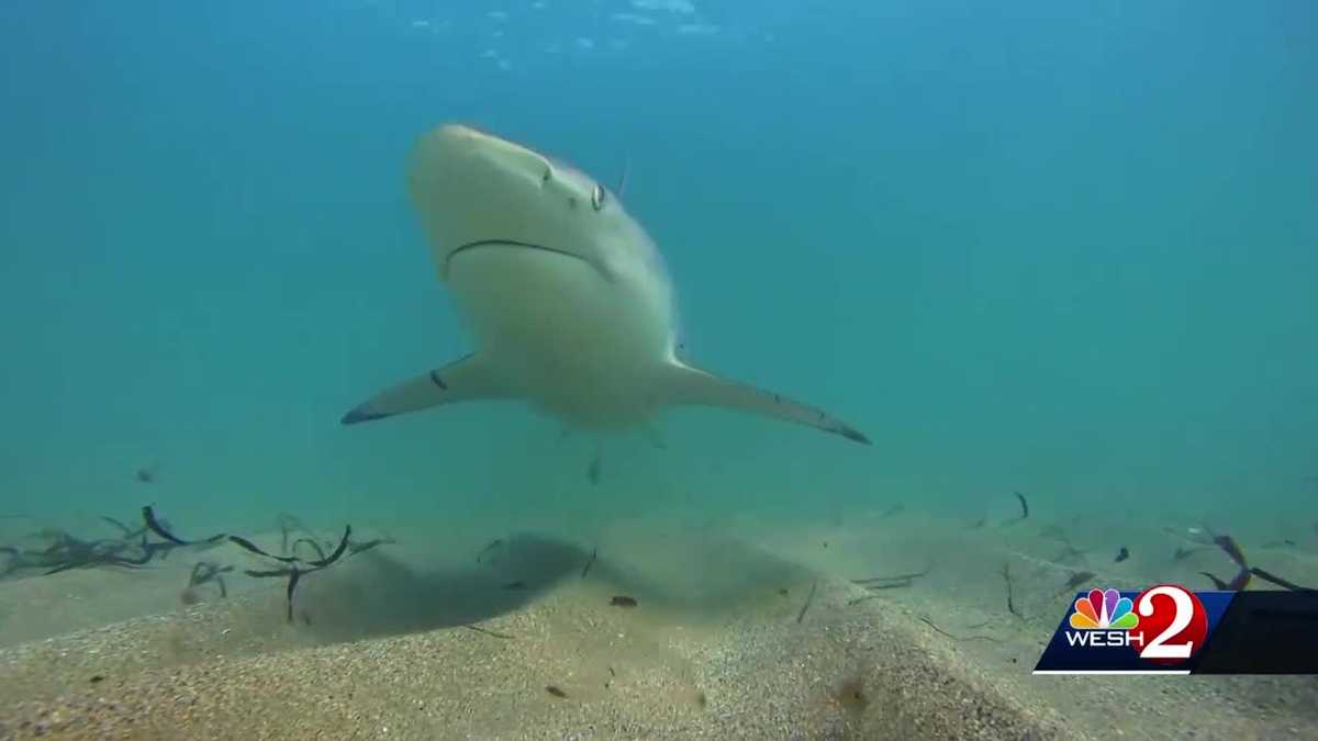 Proposal would make chumming illegal