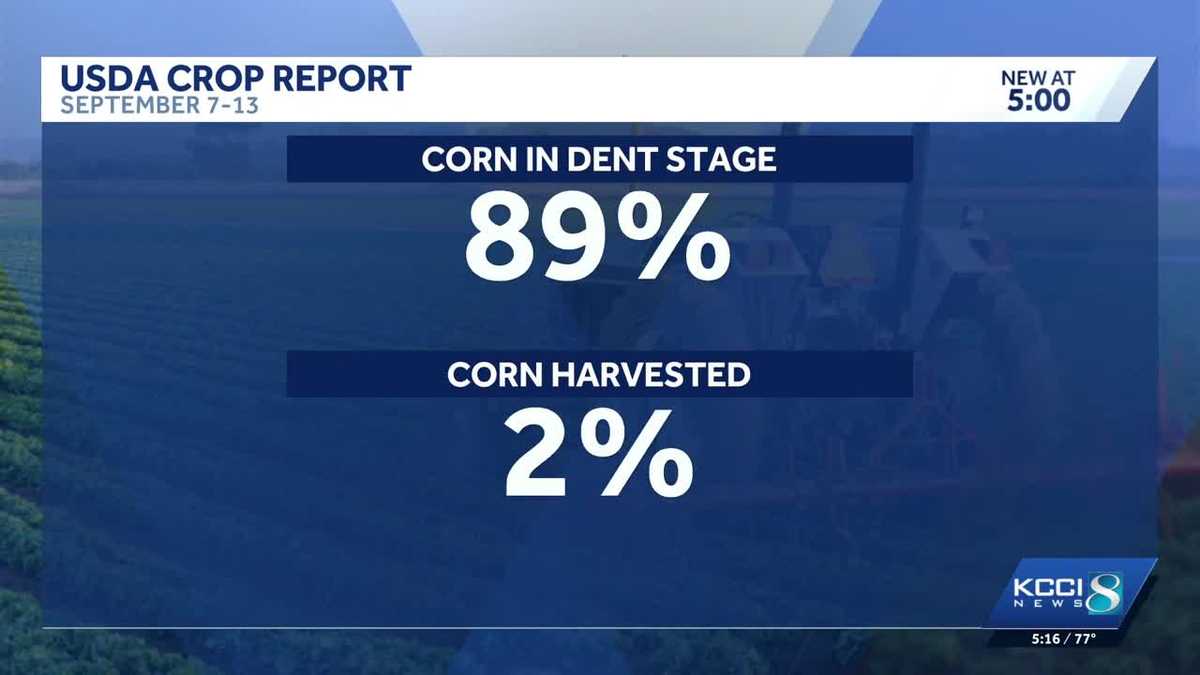 Iowa harvest starts amid excessively wet conditions - KCCI