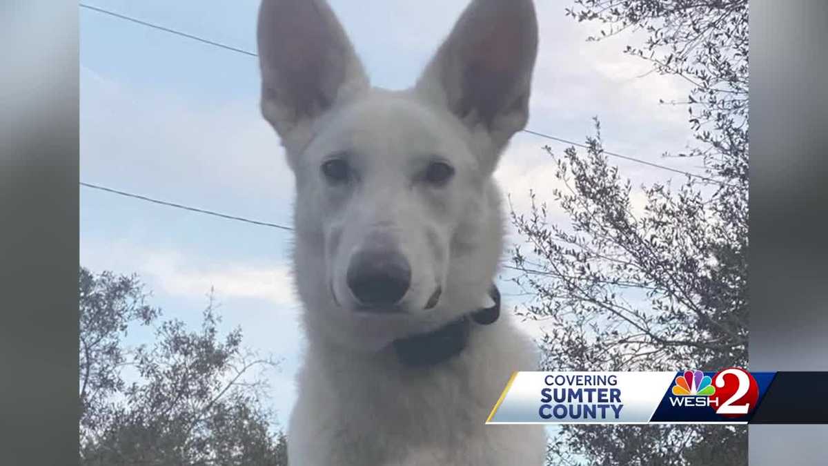Lobo the missing service dog has been found