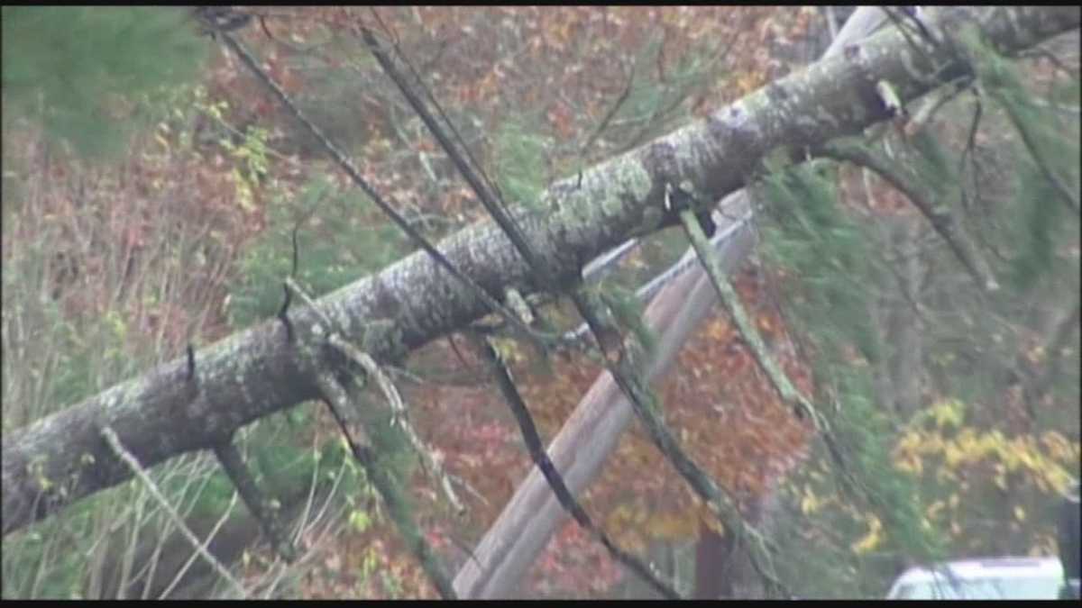 Wild winds bring down trees, power lines
