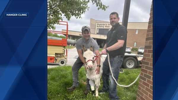 dale the donkey gets custom prosthetic leg in fort dodge