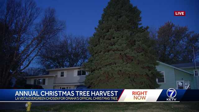 Union Pacific crews to cut down Omaha's 'official' Christmas tree for 2023 Monday - Vimarsana News