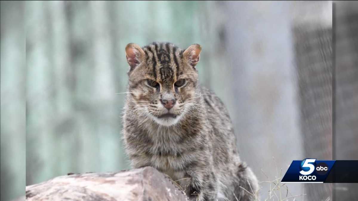 OKC Zoo euthanizes 14-year-old male fishing cat Chet