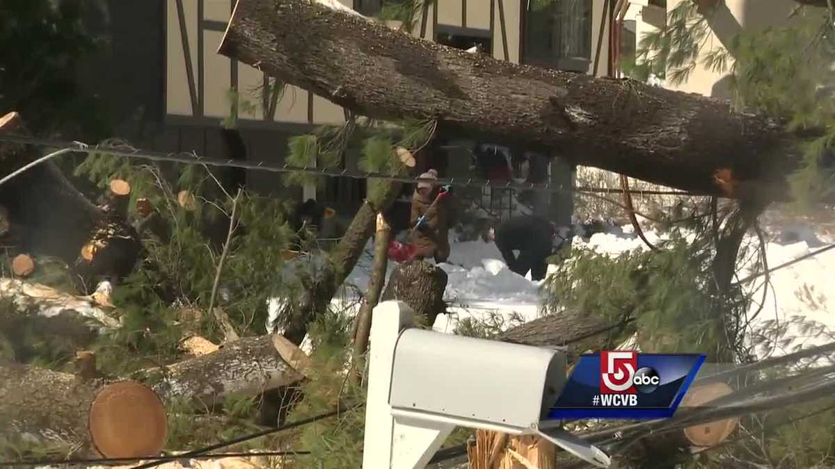 Cleanup continues after trees fall during storm
