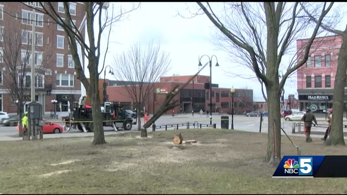 Crews remove 5 decaying trees from City Hall Park