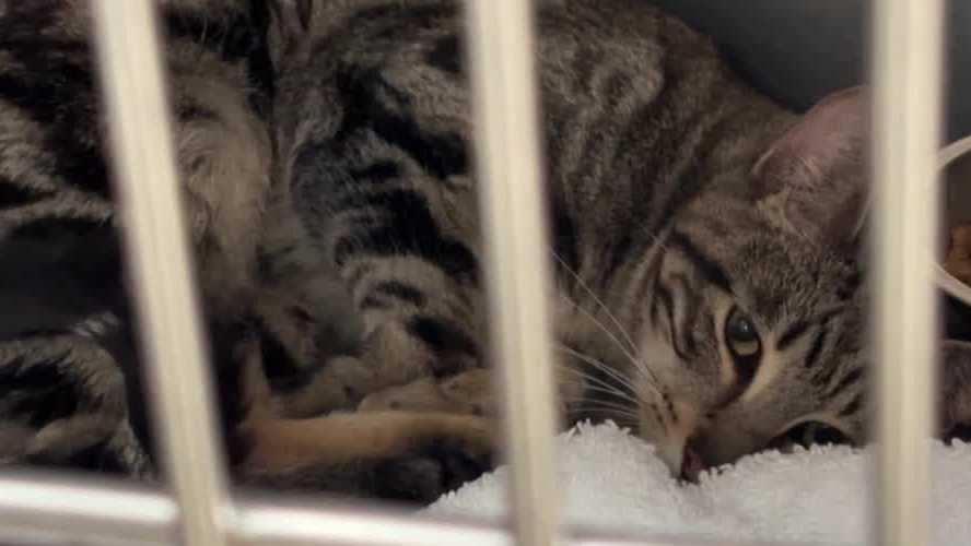 Volusia County reports rescued cats after severe neglect case at motel near DeLand