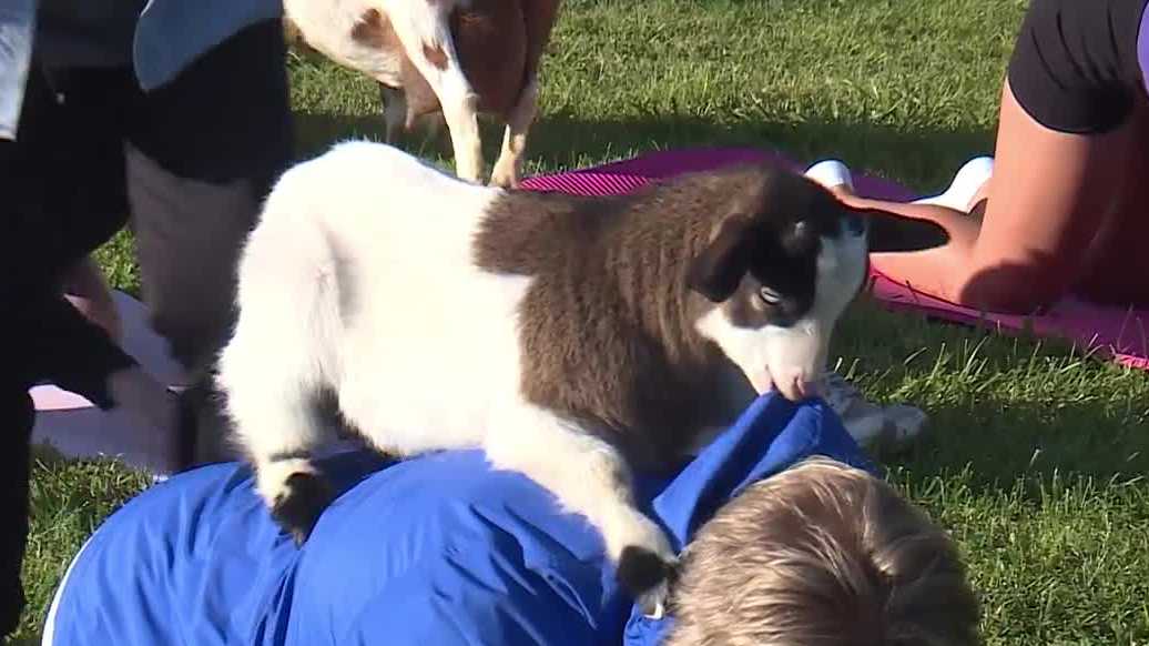 Baby goats, yoga and laughs return to Falling Down Ranch near Kansas City