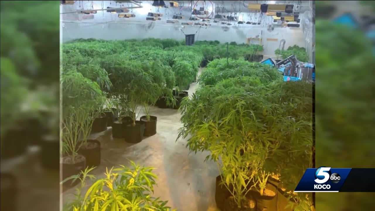 Oklahoma Bureau Of Narcotics Seizes $500 Million Of Marijuana