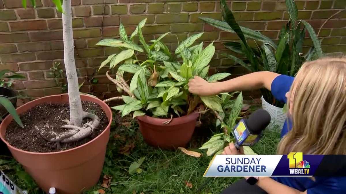 How to prepare plants for winter Sunday Gardener