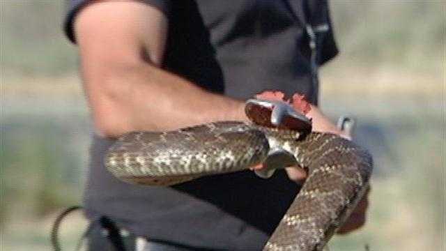 Are there more rattlesnakes in foothills than normal?