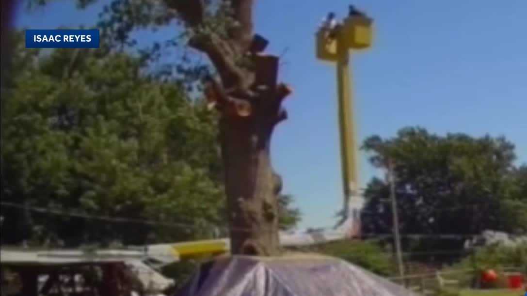 Tree trimmers survive 45-foot fall - WMUR