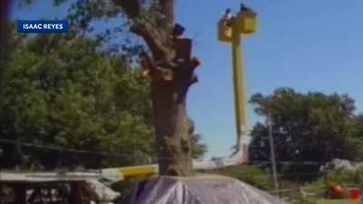 Caught on camera: Tree trimmers survive 45-foot plunge after cable snaps in Oklahomawdsu