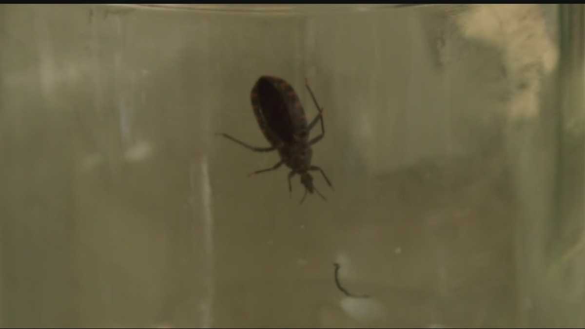 Kissing Bug could make its way to Oklahoma