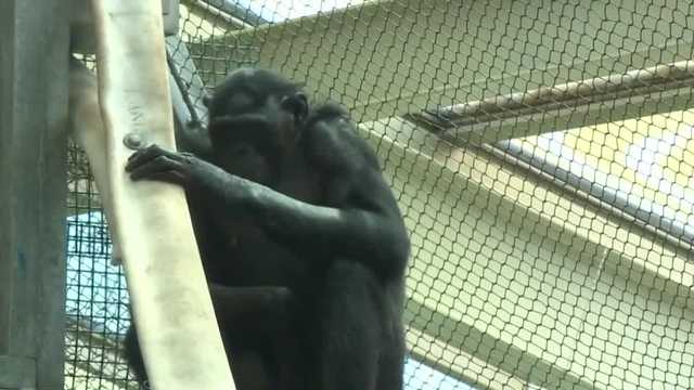 Des Moines center for studying bonobo apes burglarized and vandalized twice in a week - Vimarsana News