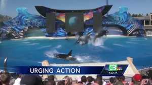 PETA activists don whale costumes at Sacramento rally