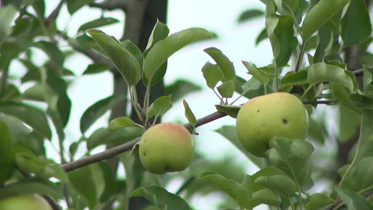Hail from storms adding to challenge for North Carolina apple growers