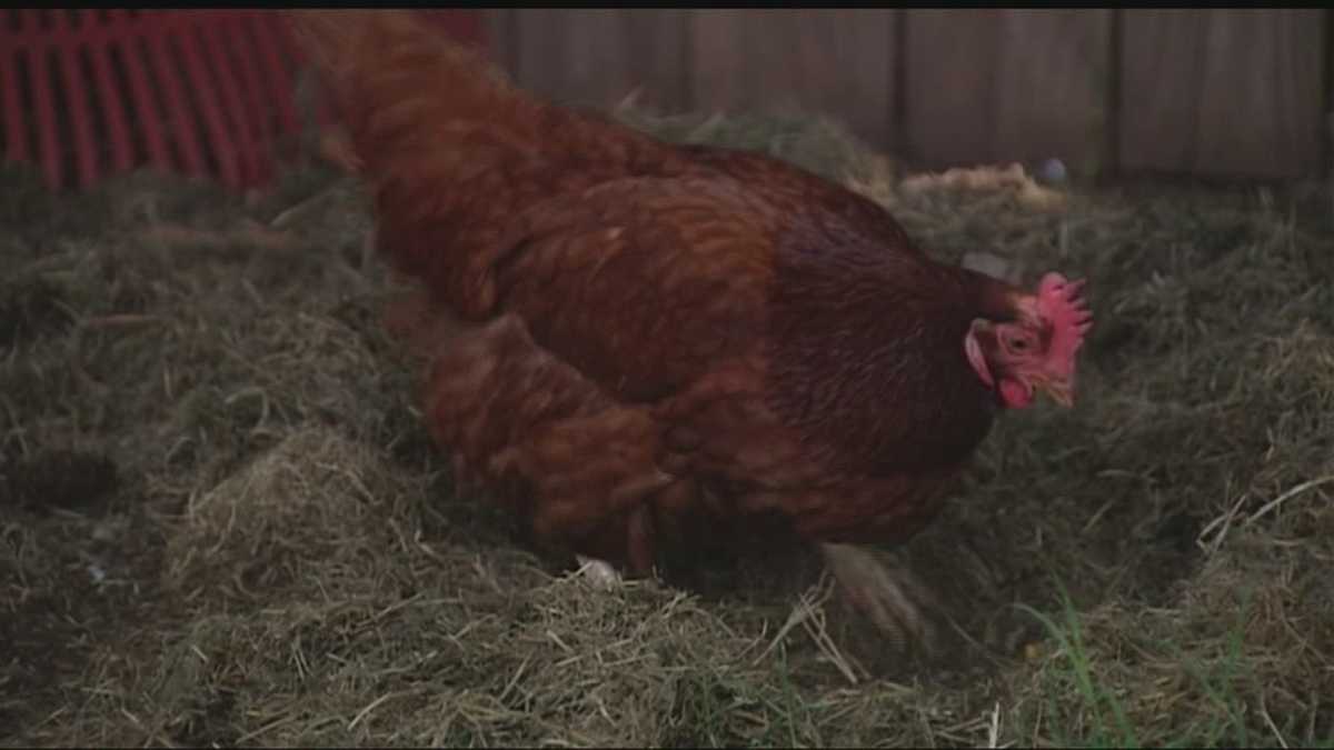 Oklahoma City Council bans urban chickens