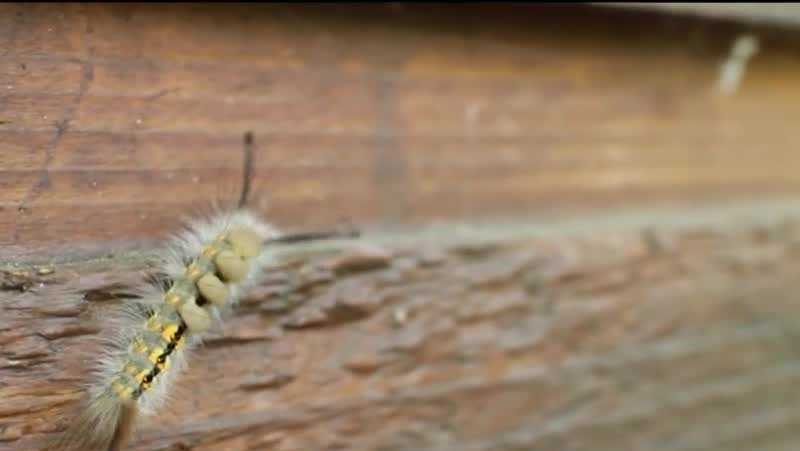 Tussock moth caterpillars can cause rash, experts say