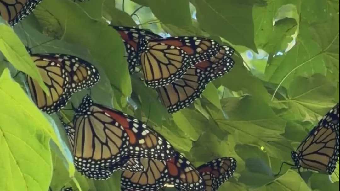 Iowans asked to report monarch butterfly roosts this fall