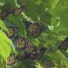 Iowans asked to report monarch butterfly roosts this fall