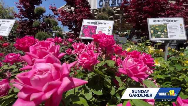 Valley View Farms: Everything's coming up roses!
