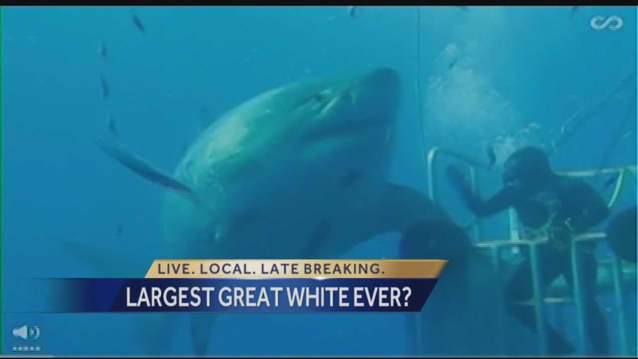 Enormous Great White Shark Believed To Be Largest Ever Caught On Video