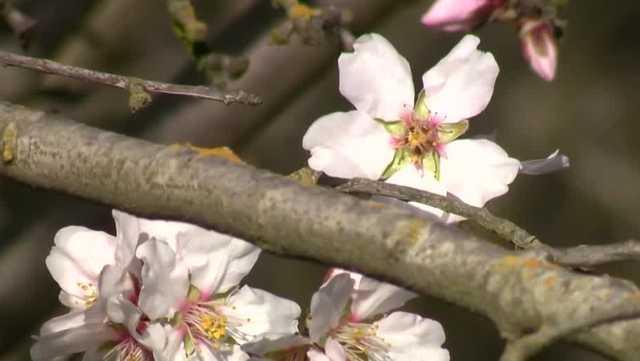 Take in Modesto's almond orchards during the 'Almond Blossom Cruise' - Vimarsana News
