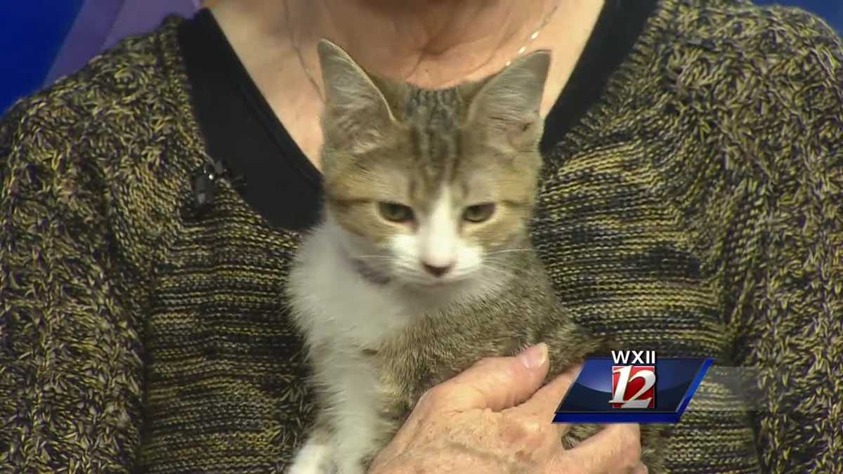 WXII12 Pet of the Week: Miranda