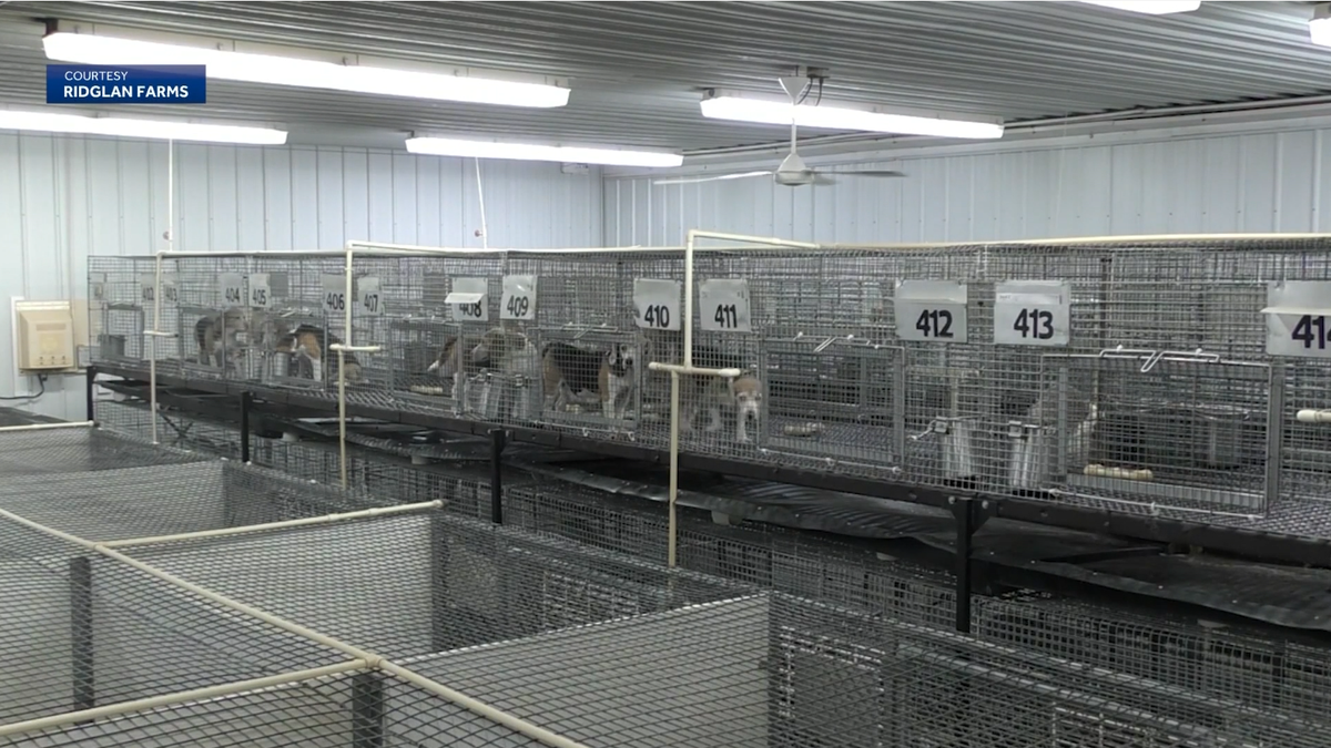 Animal Rescue League of Iowa to care for beagles rescued from Wisconsin facility